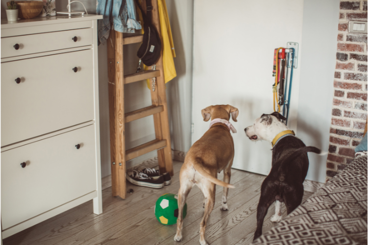 Making Arrangements for Pet-Free Travel