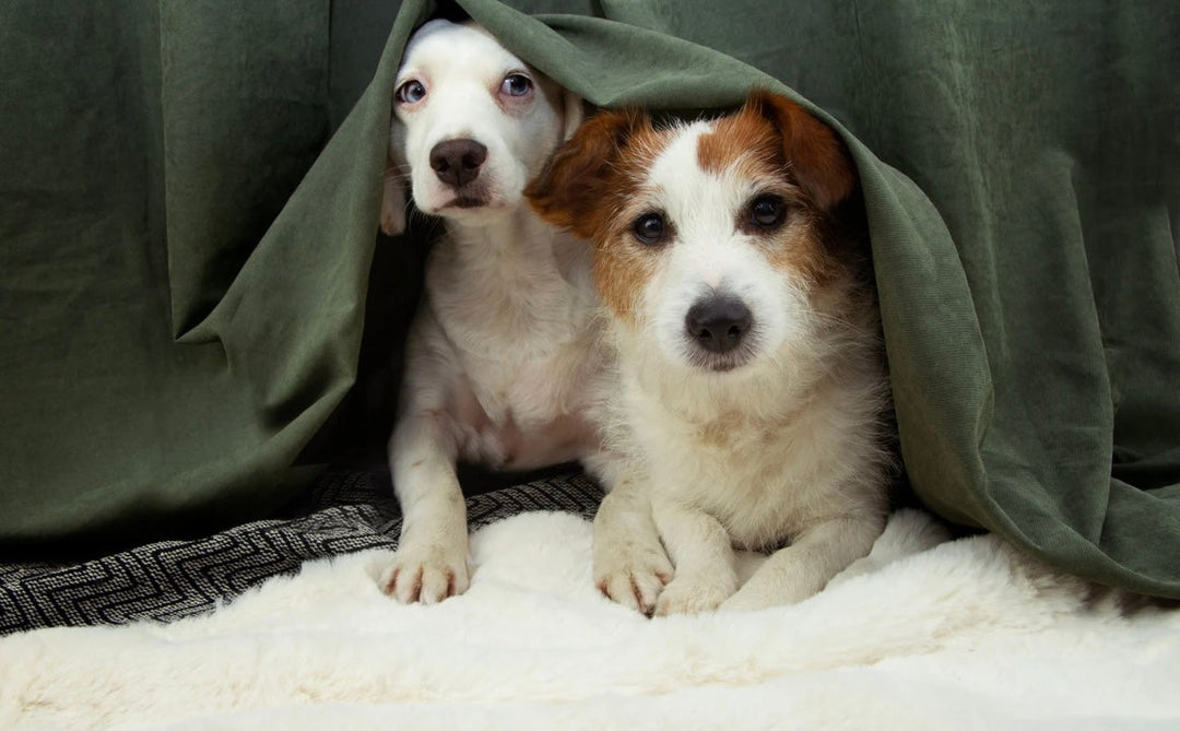 6 To-Dos to Prep Your Pets for Storm Season + Fireworks