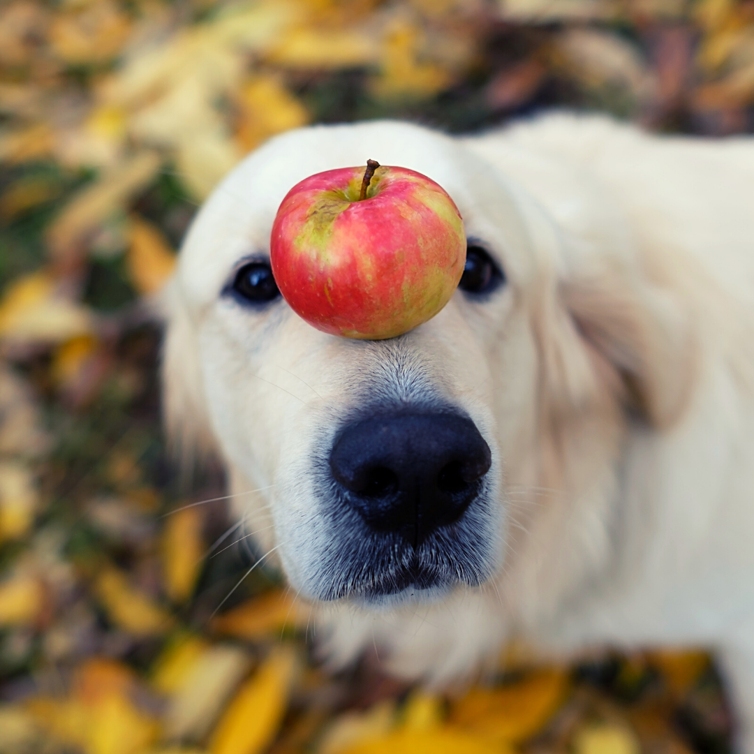 The best dog treats made with the purest ingredients.