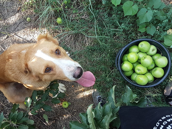 Apples for the Apple of Your Eye, Your Pupper.