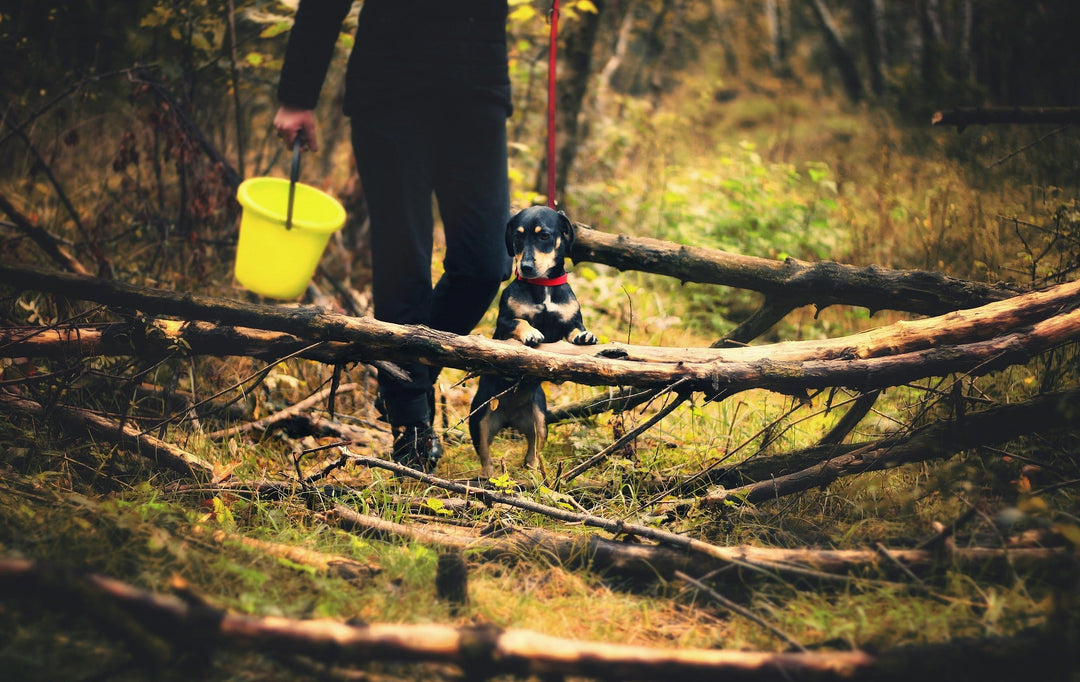 Entering Flea + Tick Season with All the Facts: Understand the Options