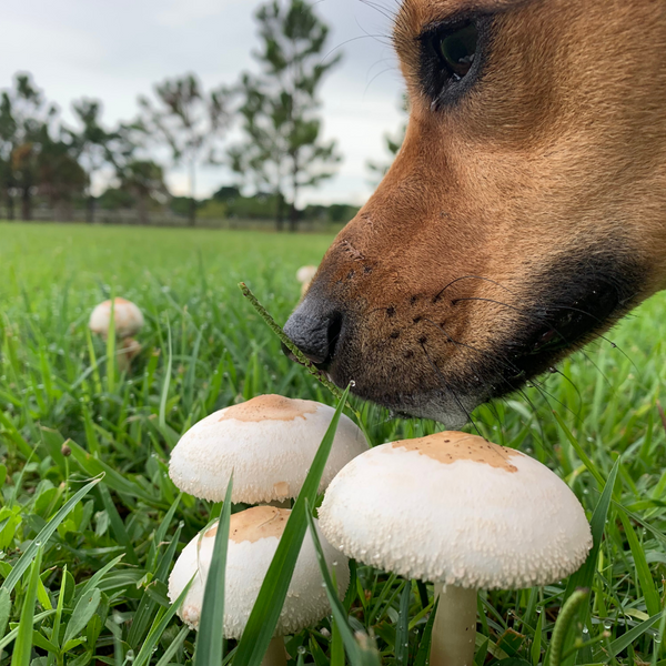 A Myriad of Mushrooms for Dogs, Benefits to Bark About