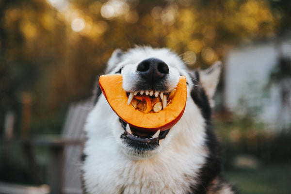 Pumpkin Chamomile Tea Cookies for Dogs