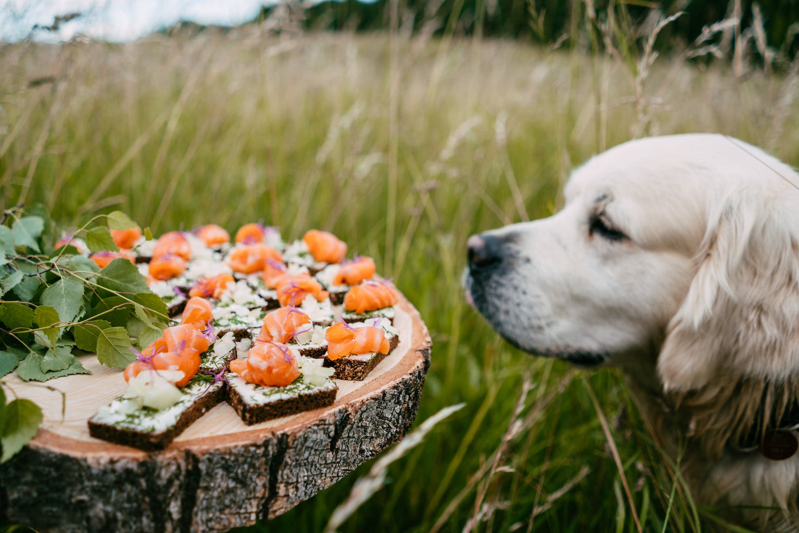 Dog loves salmon. 