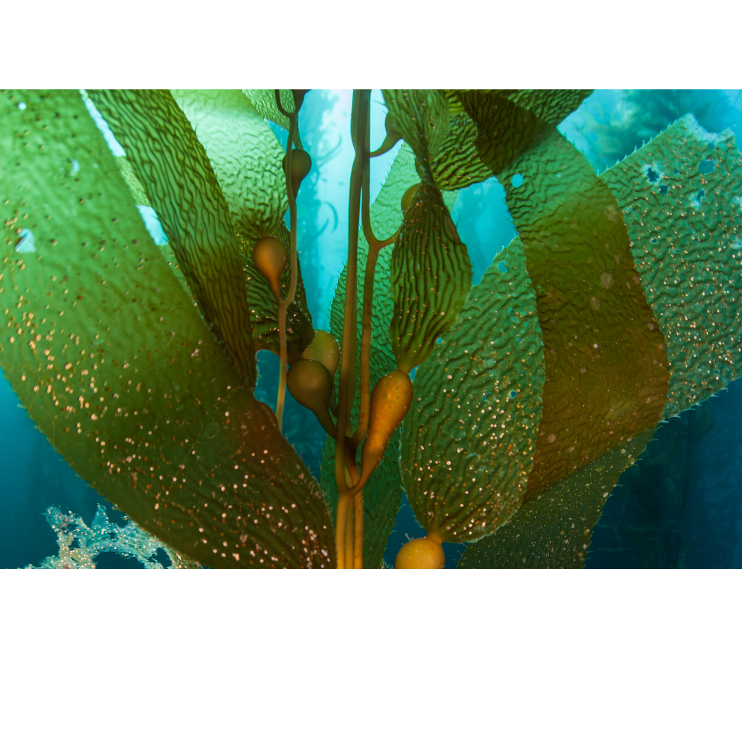 Beautiful Giant kelp for dogs to enjoy the benefits 