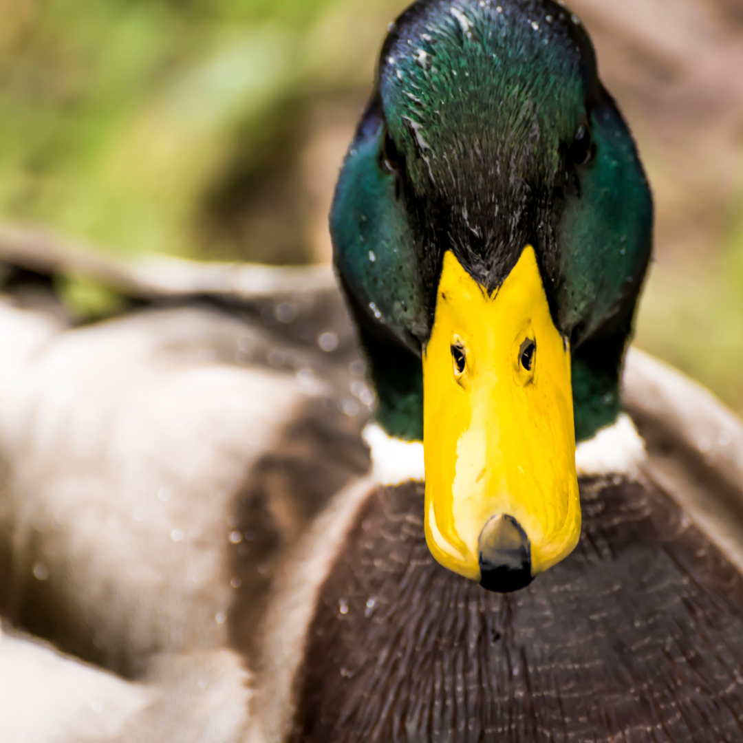 A beautiful duck with a bright yellow bill. A great source of novel protein when sustainably raised and harvested cruelty free.  