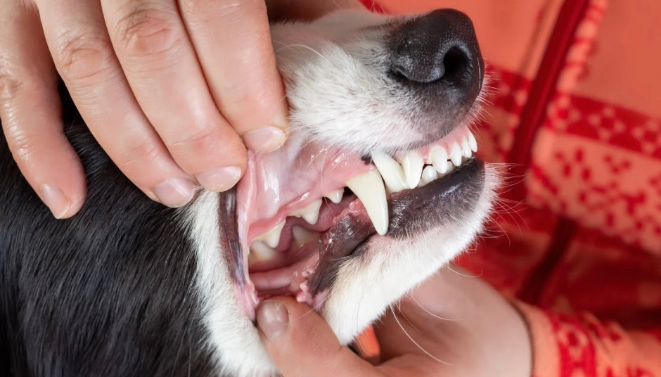 Pet Dental Health Month: Why Your Dog’s Smile Needs Daily Support