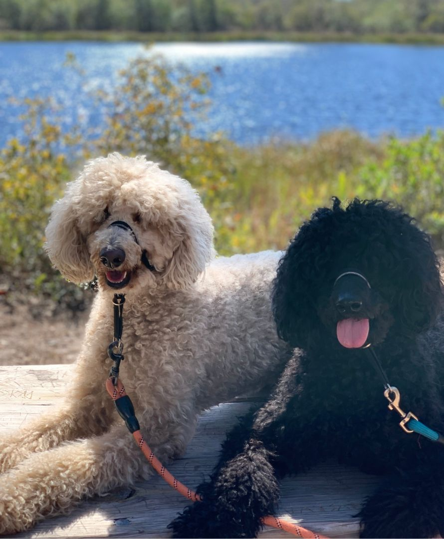 Most Popular Pupper Products