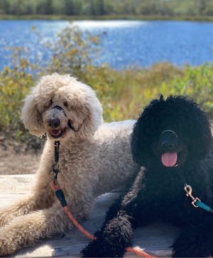 Most Popular Pupper Products