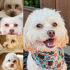 Immune System Support | All-Natural Health Supplement for Dogs + Cats - Woof Creek Dog Wellness