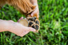 Boo Boo Balm | Lick-Safe Dog Balm for Paws + Body - Calming Lavender - Woof Creek Pet Wellness