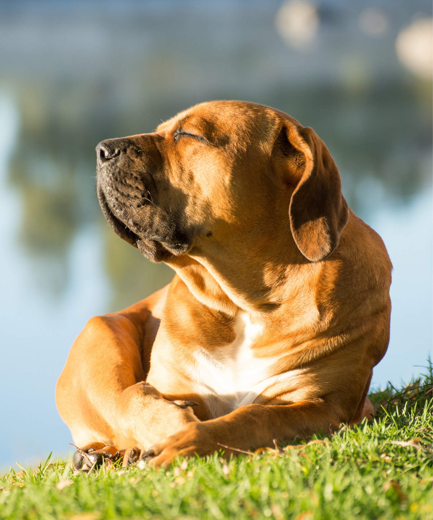 Stress Support Bundle | 5 All-Natural Wellness Items for Dogs - Woof Creek Pet Wellness