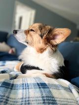 Stress Free Corgi, Cody