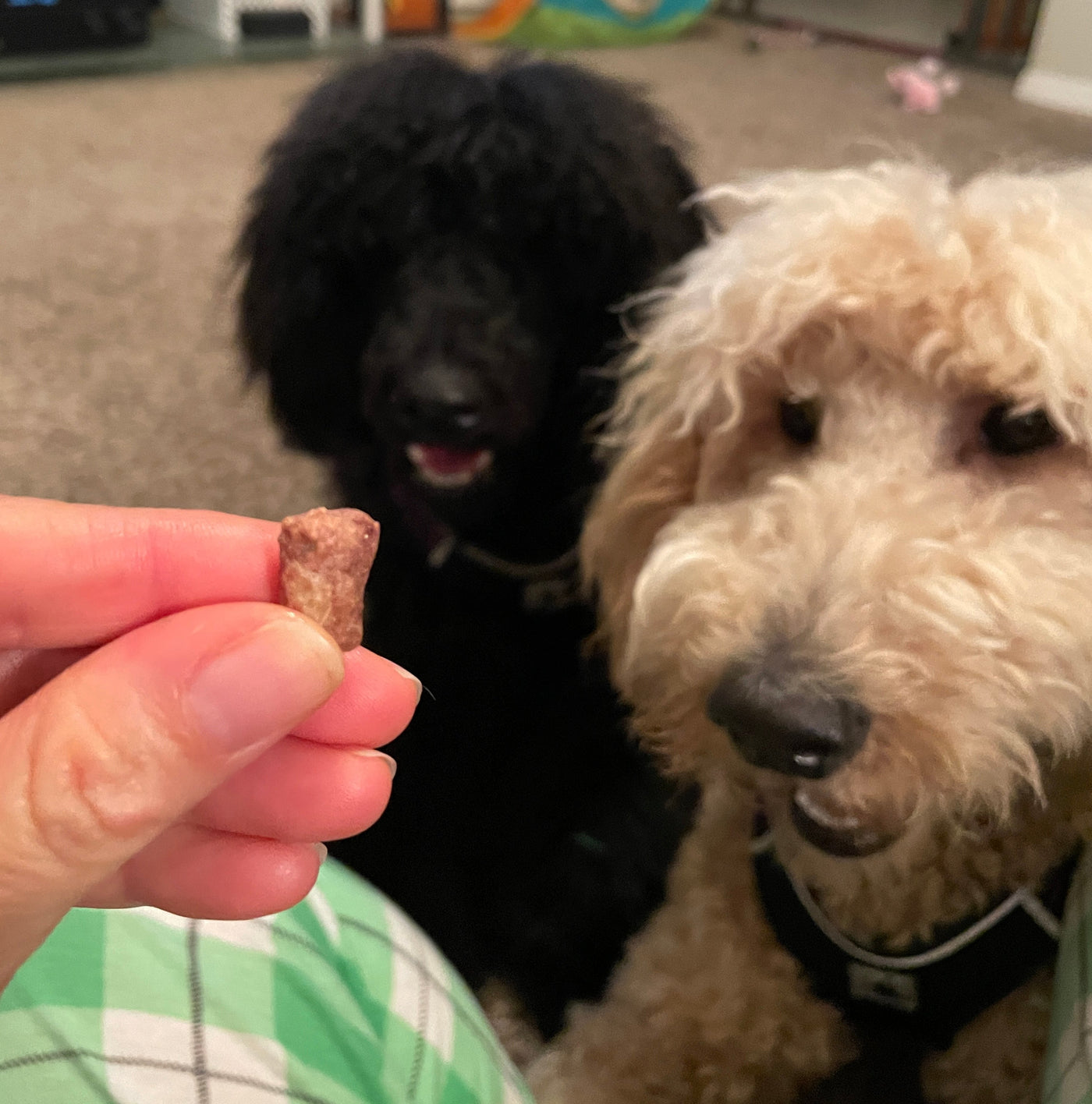 Natural Duck Dog Treats with Rabbit and Blueberries - Woof Creek Dog Wellness