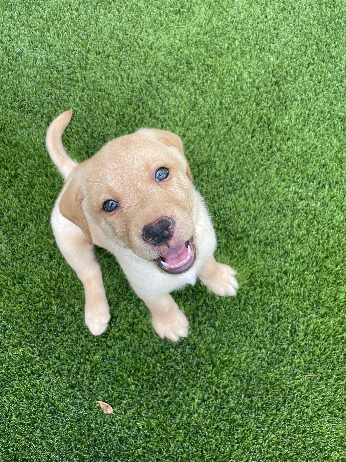 Puppy Pack | Natural Training Treats, Flea + Tick Defense + Lick-safe Healing Balm + Omega-3 - Woof Creek Pet Wellness