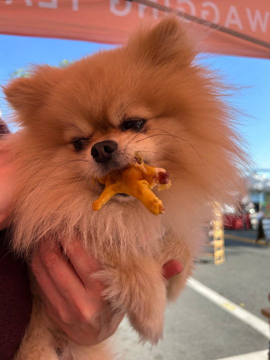 lil' pup w our chicken foot