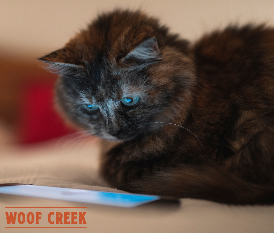 Set a Call | 'Anti-Phone Tag' Scheduler - Woof Creek Pet Wellness