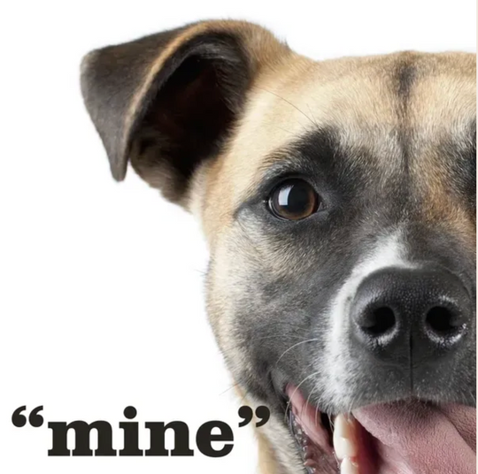 The Original "mine!" Pet Platter for Large Dogs + Cats