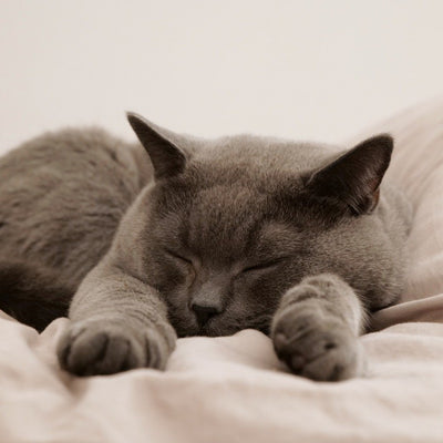 Senior Saver | 4 All-Natural Wellness Products for Dogs + Cats - Woof Creek Pet Wellness