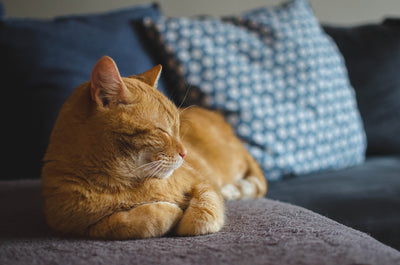 Stress Support Bundle | 5 All-Natural Wellness Items for Dogs + Cats - Woof Creek Pet Wellness