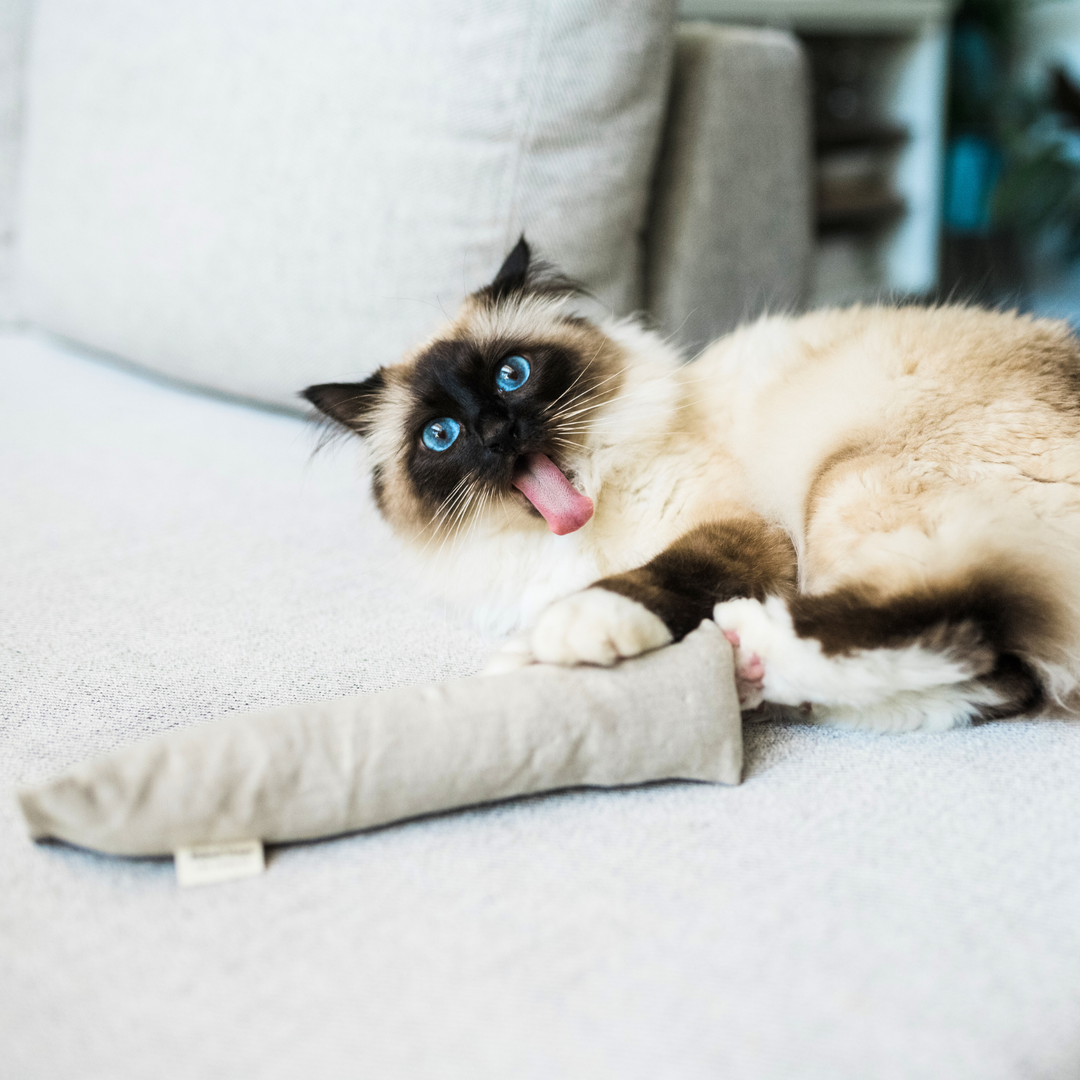 Boba & Vespa Cat Kicker Toy for Bunny Kicks  - DOGS love it too!