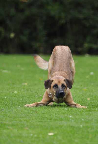 Mobility Pet Bundle | 2 Natural Hip + Joint Support Blends for Dogs + Cats - Woof Creek Pet Wellness