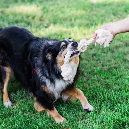 Boba & Vespa 100% Organic Cotton Rope Dog Toy - 5 Sizes - Woof Creek Pet Wellness