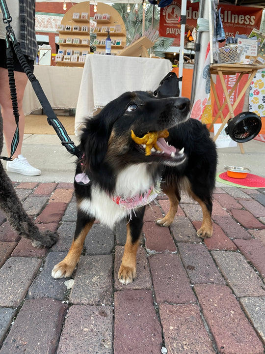 Chicken Feet 3/$5 - Woof Creek Dog Wellness